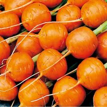 Parisian Carrot Seeds 500+ Daucus Carota Vegetable Garden - $8.98