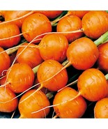 Parisian Carrot Seeds 500+ Daucus Carota Vegetable Garden - $8.98