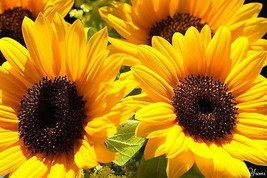 SHIPPED FROM US 50 Ebony &amp; Gold Sunflower Black &amp; Yellow Flower Seeds, LC03 - £12.06 GBP