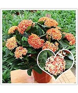 SL Hot Sale 100 Colorful Ixora Chinensis Bonsai Plant Flower Bonsai Pere... - $6.91