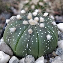 Cacti Astrophytum asterias sand dollar cactus Succulent real live plant - £37.28 GBP
