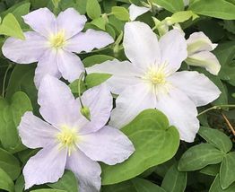 2.5&quot; Pot Clematis Riviera Queen Of Vines Blue Powder Flowers Outdoors Live Plant - £43.00 GBP