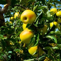Bloomys 25 Yellow Delicious Apple Tree Seeds - FRESH SEEDS US Seller - £8.12 GBP