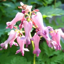 10 Pink Fringed Fern Leaf Bleeding Heart Dicentra Eximia Fernleaf Sun Or... - £11.73 GBP