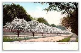 Oxford Street View Magnolias in Bloom Rochester New York NY UNP UDB Post... - £3.08 GBP