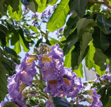 100 Royal Empress Tree Seeds, Paulownia tomentosa, Fast-Growing Ornament... - $6.49