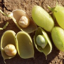 Marvel Chickpea Seeds Garbanzo Egyptian Vegan Chick Pea Bean Natural Protein Veg - $7.90