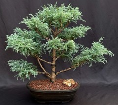 Mugo Pine Bonsai Tree  (pinus mugo &#39;valley cushion&#39;)  - £1,119.09 GBP