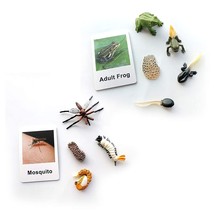Life Cycle Of A Frog And Mosquito Montessori 3 Part Animal Flsah Cards Learning  - £29.88 GBP