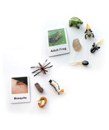 Life Cycle Of A Frog And Mosquito Montessori 3 Part Animal Flsah Cards L... - £30.01 GBP