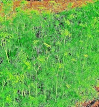 Dill 350 Seeds Spring Insect Repellent Herb Garden Spice NonGMO Heirloom - £7.86 GBP