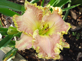 1 plant - Hemerocallis Big Smile - Hemerocallidaceae / Liliaceae - $19.99
