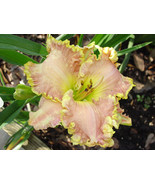 1 plant - Hemerocallis Big Smile - Hemerocallidaceae / Liliaceae - €17,37 EUR