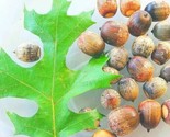 LKS 10 Pin Oak Tree Seeds Acorns A Red Oak Family Home Garden - $44.25