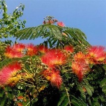 RJ 5 Orange Mimosa Tree Seeds Silk Tree Albizia julibrissin Perennial Seed 165 - £10.05 GBP