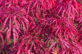 10 Seeds Red Dwarf Japanese Laceleaf Maple Tree Lace Blood Acer Fresh - £15.92 GBP