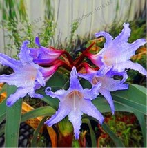 True Amaryllis Bulb - $10.99