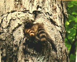 Adorable Baby Raccoon Butts , 8x10 photo, Wildlife Photo by Christopher ... - $26.75