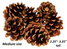 Case of 250 Oregon Ponderosa Pine Cones Organic Natural Medium size 2.25... - £90.58 GBP