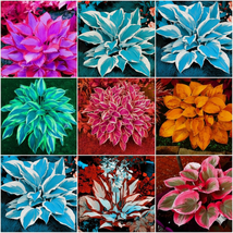 Hosta Plantaginea Seeds – Grow Exotic, Multicolored Blooms Right at Home! - €8,52 EUR Hosta Plantaginea Seeds – Grow Exotic, Multicolored Blooms Right at Home! - €8,52 EUR