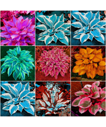 Hosta Plantaginea Seeds – Grow Exotic, Multicolored Blooms Right at Home! - €8,46 EUR