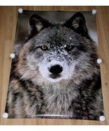 Wolf Poster Vintage Origin Unknown - $47.85 CAD