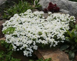Rockcress White Alpine Perennial Flower 465 Seeds - £3.92 GBP