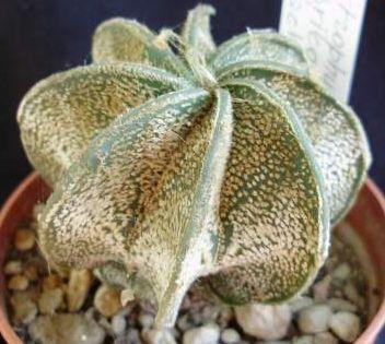 Astrophytum capricorne v form stachellos Cactus