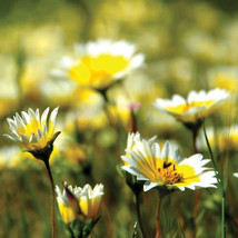 Ship From Us 8 Oz Seeds - Pollinator Seed Mix - California Wildflowers, TM11 - £90.25 GBP