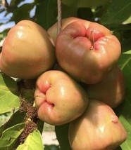 Sweet Java Apple Wax Apple Syzygium Samarangense 5 Seeds Fresh Garden - £15.63 GBP
