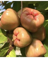 Sweet Java Apple Wax Apple Syzygium Samarangense 5 Seeds Fresh Garden - $19.99