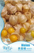 Fresh 10 Packs 50 Seeds / Pack Fresh Perennial Physalis Cape Gooseberry Seeds Ch - $9.44