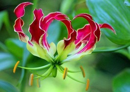 Gloriosa Rothschildiana Flame Or Fire Lily 20 Seeds USA Garden - £12.28 GBP