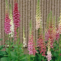 Excelsior Mix Foxglove Seeds | Non-GMO | FROM US | Seed Store | 1246 - £3.29 GBP