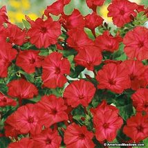 Four O&#39;Clock - Red- 50 Seeds Tera Store - £4.78 GBP