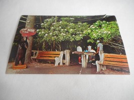 Vintage Postcard unposted Bushkill Falls, PA entrance rhododendron 1960s - $66.96 MXN