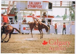 Postcard Rodeo Cowboy Hanging On Calgary Stampede Alberta 4.5 x 6.5 - £2.84 GBP