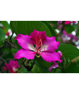 Bauhinia Purpurea Purple Orchid Tree Flower Bonsai Plant Seed 30 Seeds F... - $337.22 MXN
