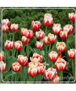 SL 100 Pcs Tulip Flores Bonsai, Not Tulip Bulbs, Hydroponic Bonsai Flowe... - $2.06