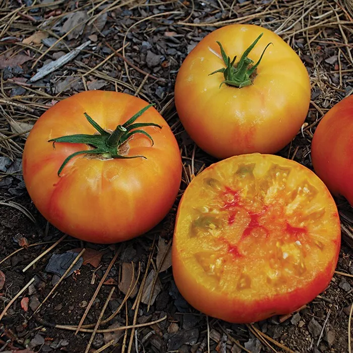 50 Seeds Wherokowhai Tomato Vegetable Fresh USA Fast Shipping - £13.11 GBP