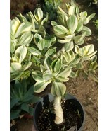 Variegated Crassula Ovata Jade Tree (1 Gal. Pot) - $77.94 CAD