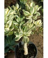 Variegated Crassula Ovata Jade Tree (1 Gal. Pot) - £44.82 GBP