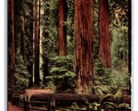 Giant Sequoia Trees Along Redwood Highway California CA Chrome Postcard D21 - $2.92
