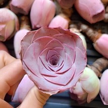 200 Seeds The Mountain Rose Green Rose Garden Greenovia Flower - $11.78