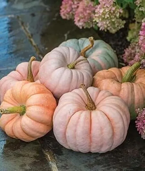 Pink Panther Pumpkin Seeds For Planting (10 Seeds)-Easy To Grow Pink Squash Usa  - £16.00 GBP