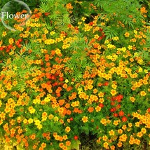 Tagetes tenuifolia Signet Marigold Gem Mixed, 100 seeds, herb flowers E3934 FRES - £2.77 GBP
