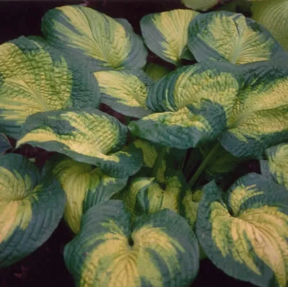 Hosta Brother Stefan Potted Plant  - £23.86 GBP