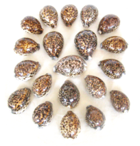 VINTAGE LARGE - SOLD AS SINGLES - NATURAL UNIQUE SPOTTED COWRIE SHELLS S... - $1.98