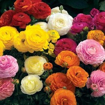 Ranunculus Seeds Persian Buttercup Mix Flower Seed 40 Seeds USA Fast Shipping - £15.80 GBP