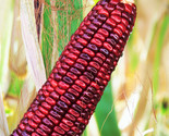 Bloody Butcher Corn Seeds Jimmy Red Moonshine Sweet Indian Ornamental Seed  - $5.93